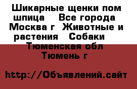 Шикарные щенки пом шпица  - Все города, Москва г. Животные и растения » Собаки   . Тюменская обл.,Тюмень г.